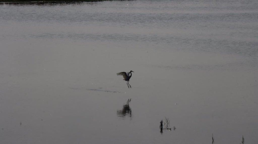 A bird walking on the beach

Description automatically generated