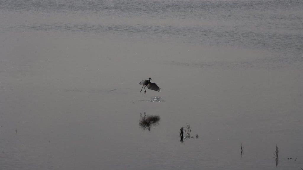 A bird flying over water

Description automatically generated