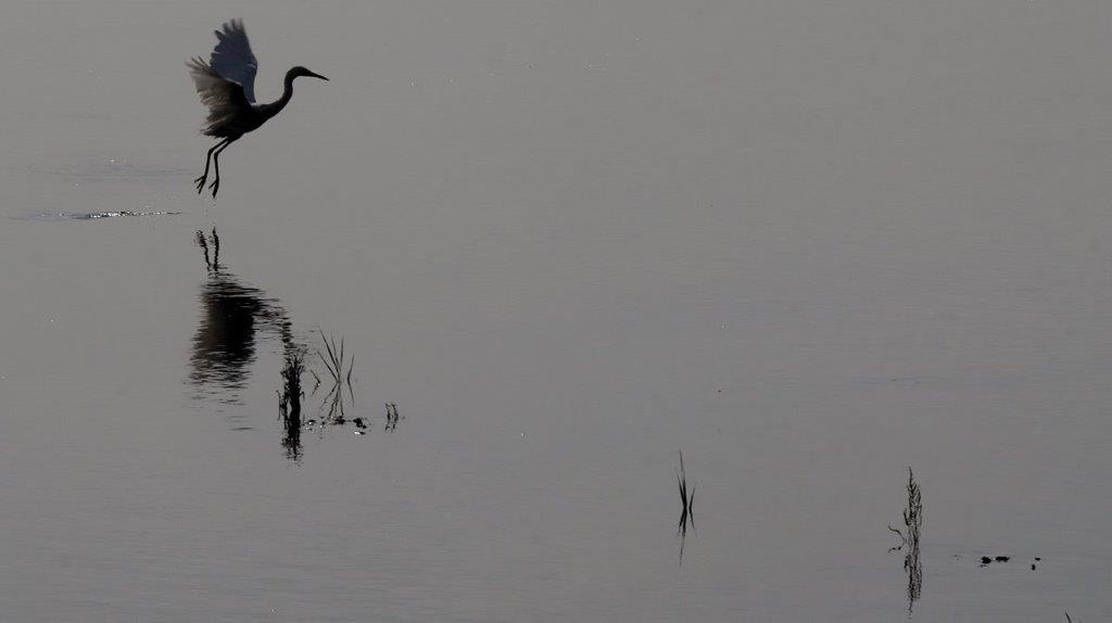 A bird standing in water

Description automatically generated