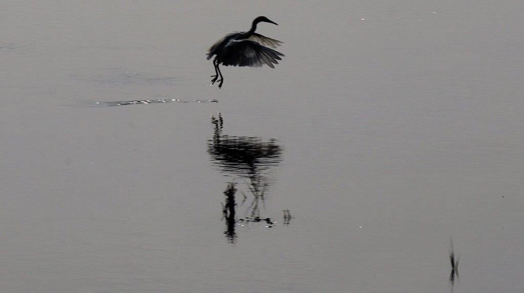 A bird flying over water

Description automatically generated