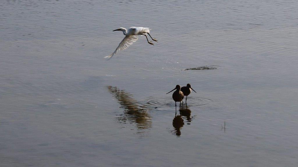 A bird flying over water

Description automatically generated