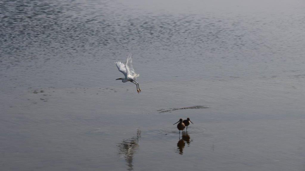 A bird flying over water

Description automatically generated