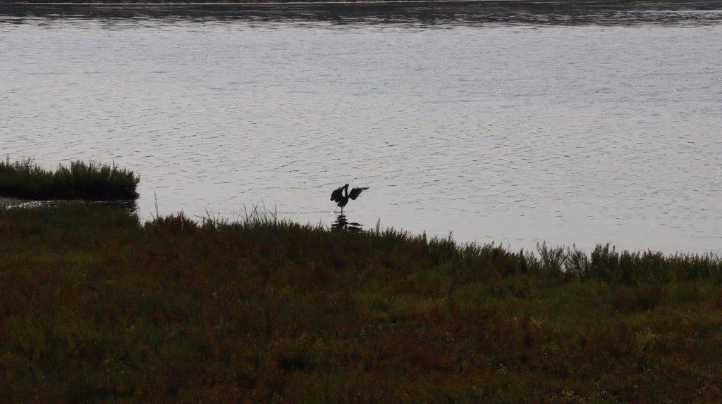 A bird flying over a body of water

Description automatically generated