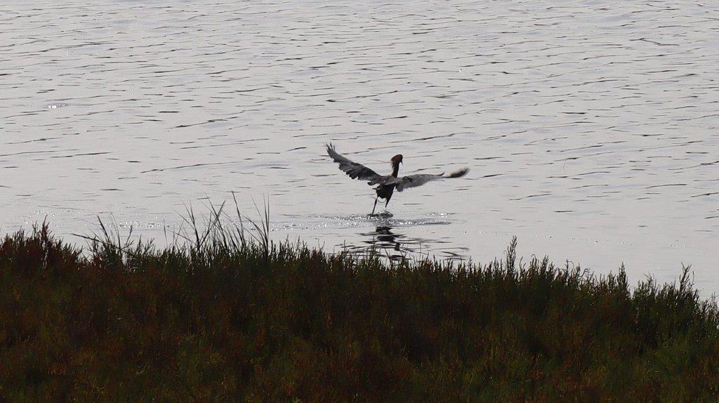 A bird flying in the water

Description automatically generated