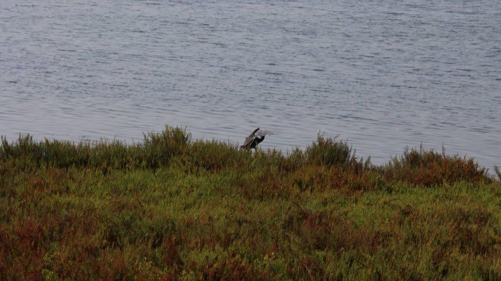 A bird flying over a body of water

Description automatically generated