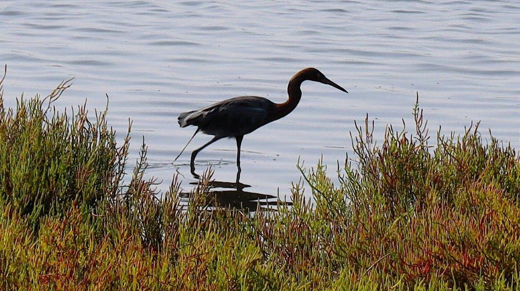 A bird standing in water

Description automatically generated