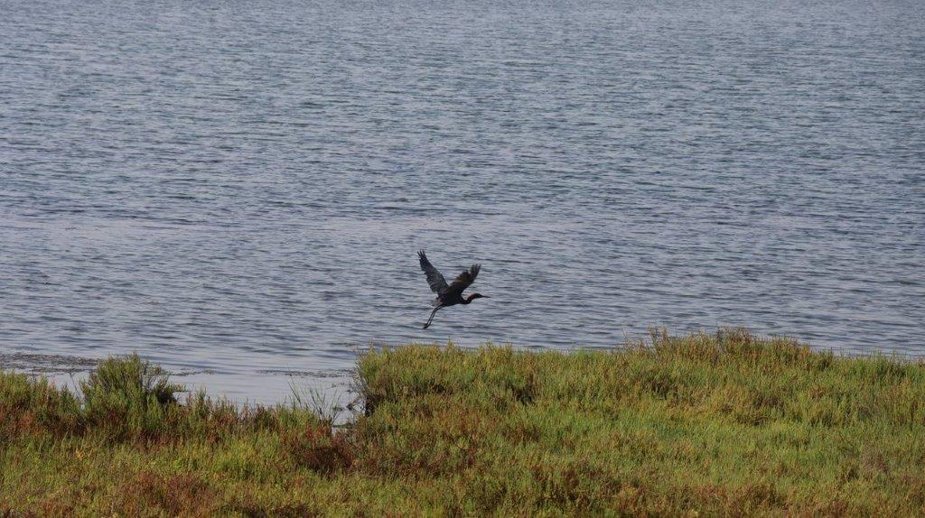 A bird flying over water

Description automatically generated