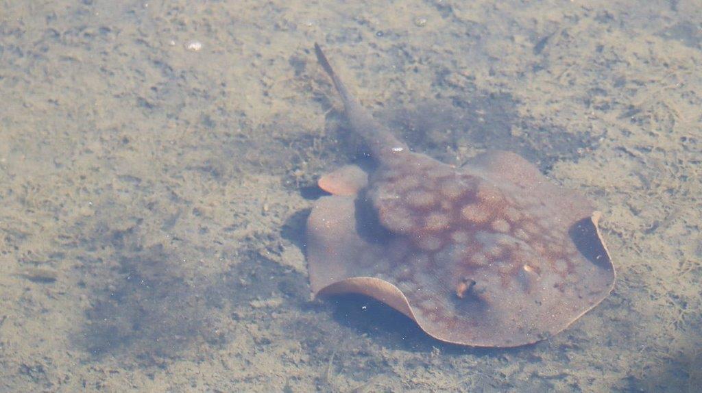 A stingray in the water

Description automatically generated