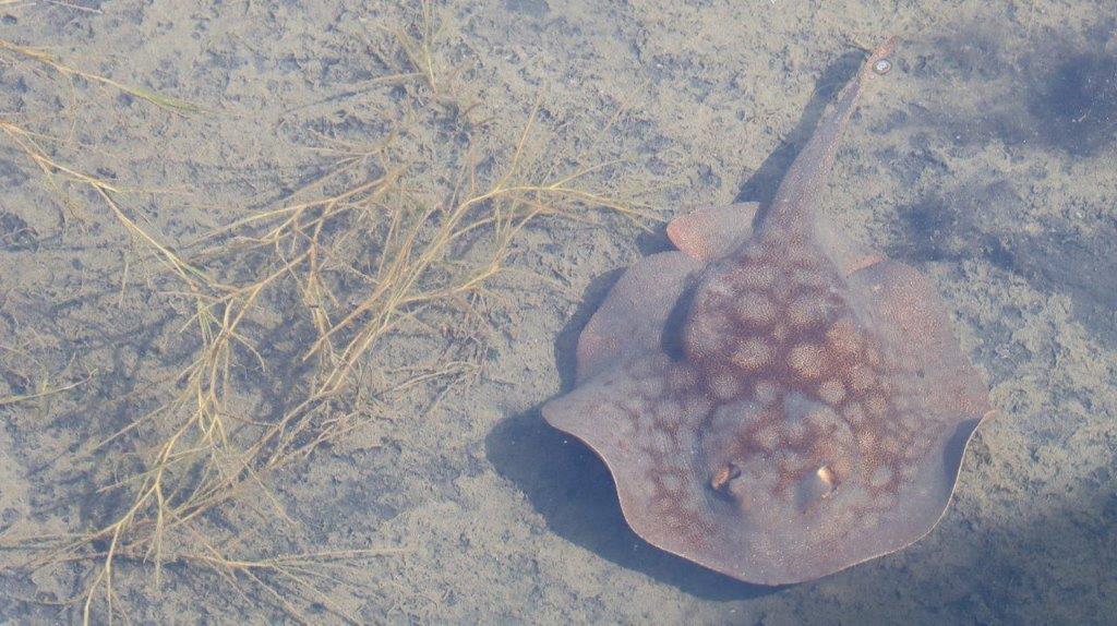 A stingray in the water

Description automatically generated