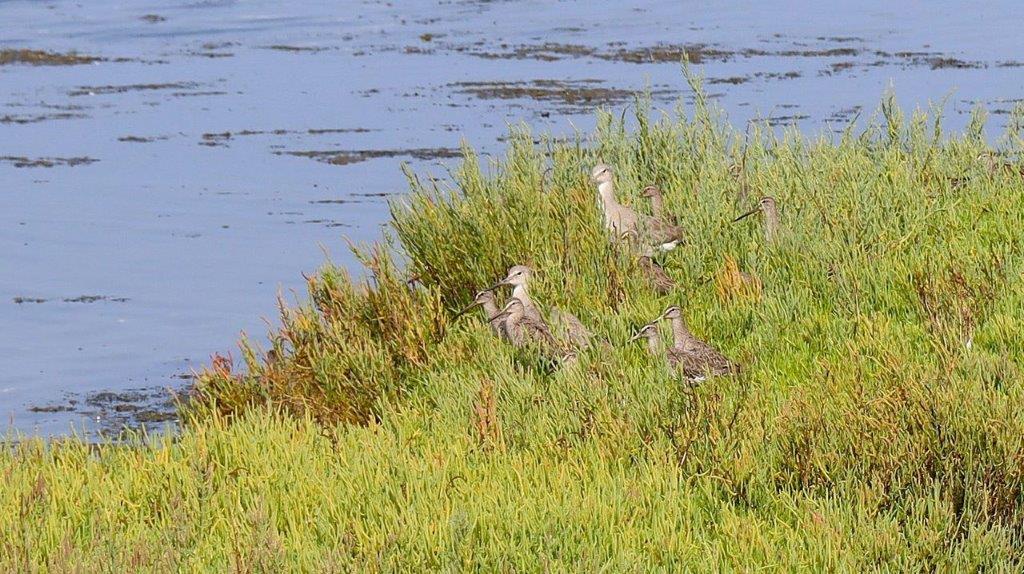 Birds on the edge of a grassy hill

Description automatically generated