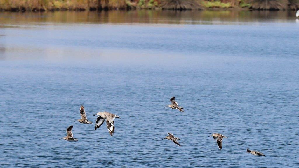 A group of birds flying over water

Description automatically generated