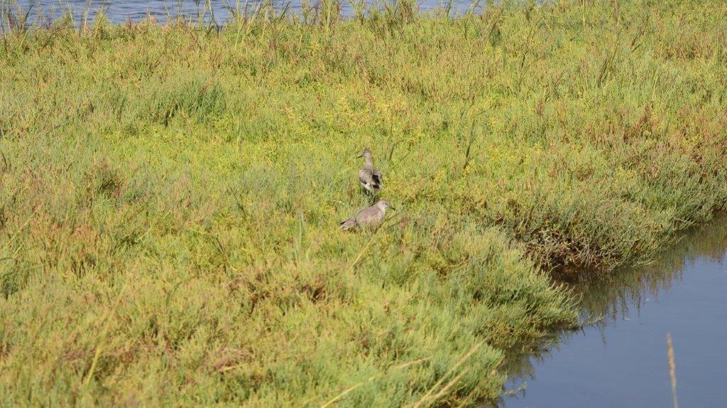 A bird in a grassy area

Description automatically generated