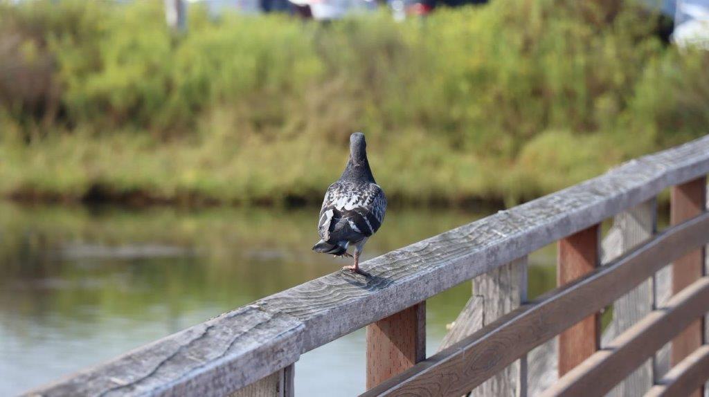 A bird standing on a railing

Description automatically generated