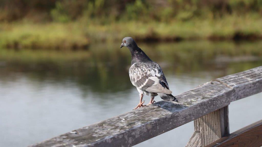 A bird standing on a railing

Description automatically generated