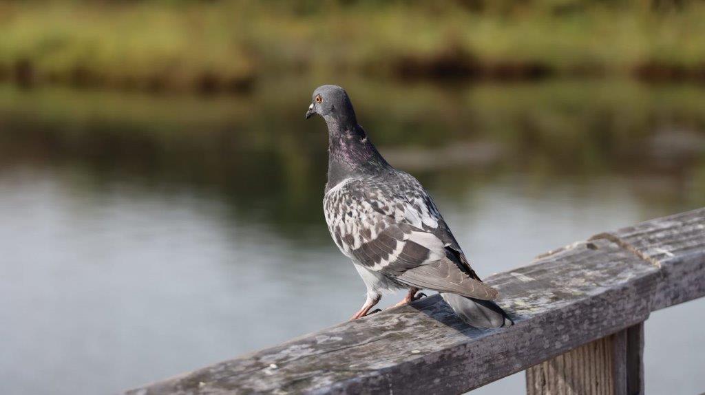 A bird standing on a railing

Description automatically generated