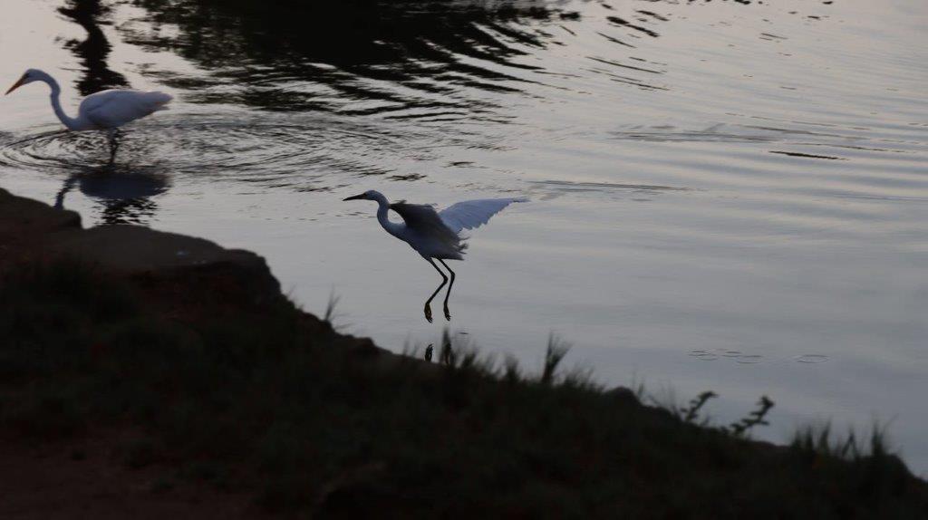 A bird walking on the water

Description automatically generated