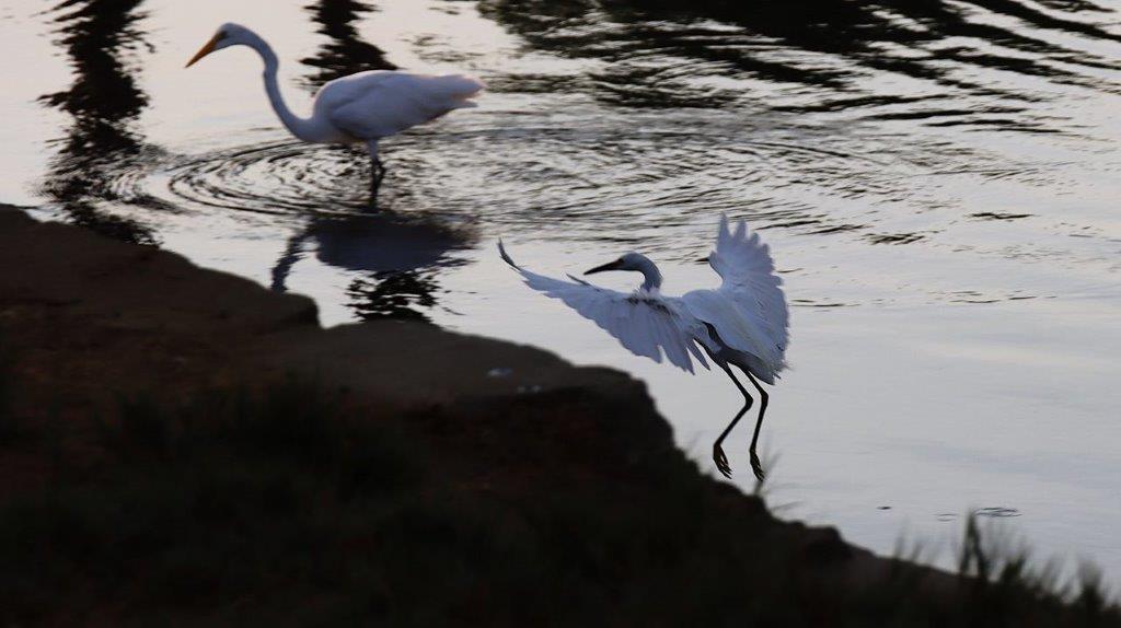 A couple of birds in water

Description automatically generated