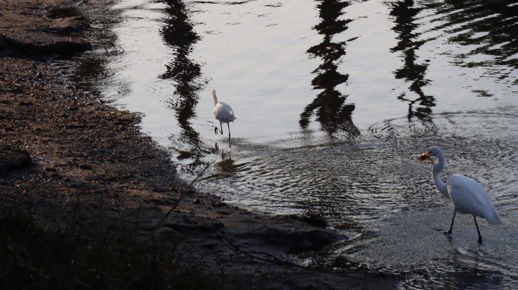 A bird walking in water

Description automatically generated