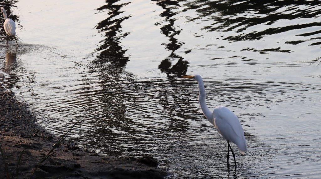 A white bird standing in water

Description automatically generated