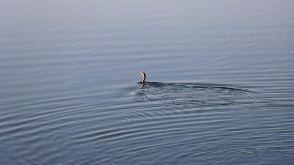 A bird swimming in water

Description automatically generated