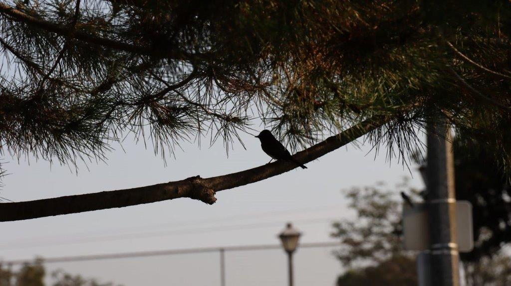 A bird on a branch

Description automatically generated