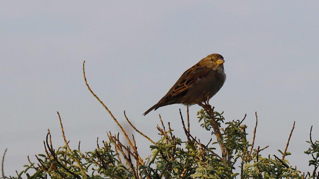 A bird perched on a branch

Description automatically generated