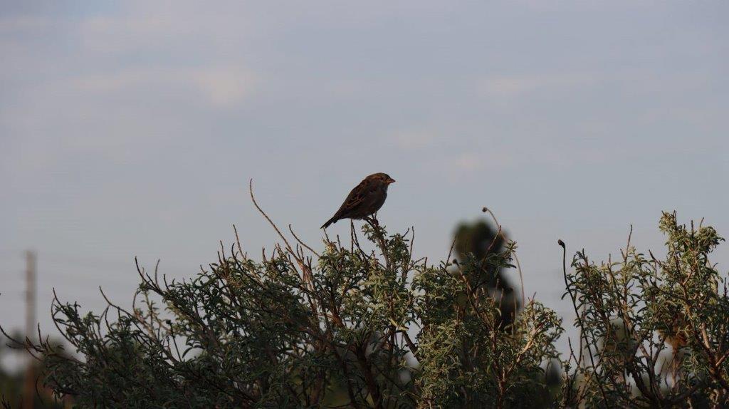 A bird perched on a tree branch

Description automatically generated