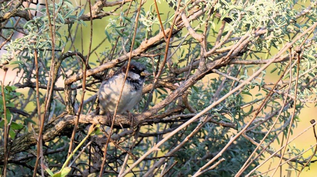 A bird sitting on a branch

Description automatically generated