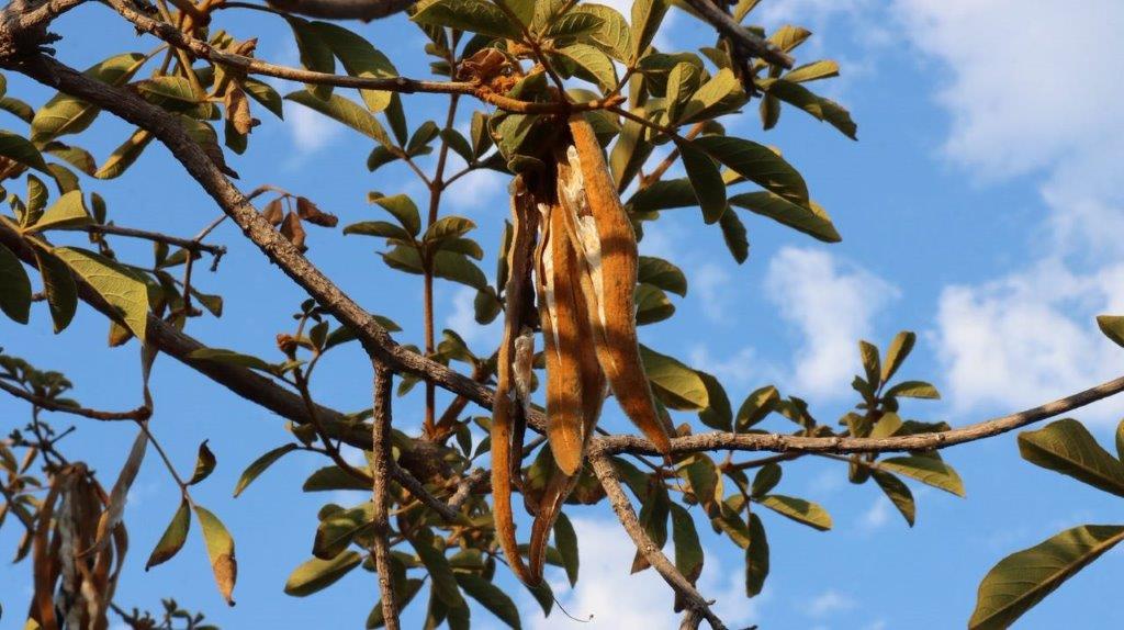 A tree with pods on it

Description automatically generated