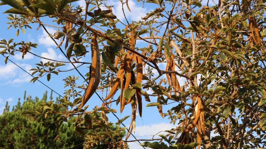 A tree with pods on it

Description automatically generated