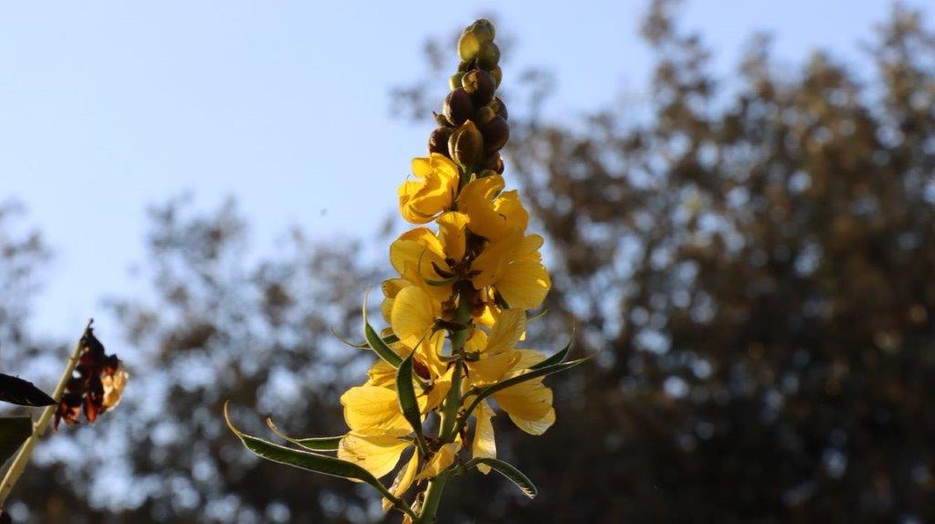 A yellow flower with a blue sky

Description automatically generated