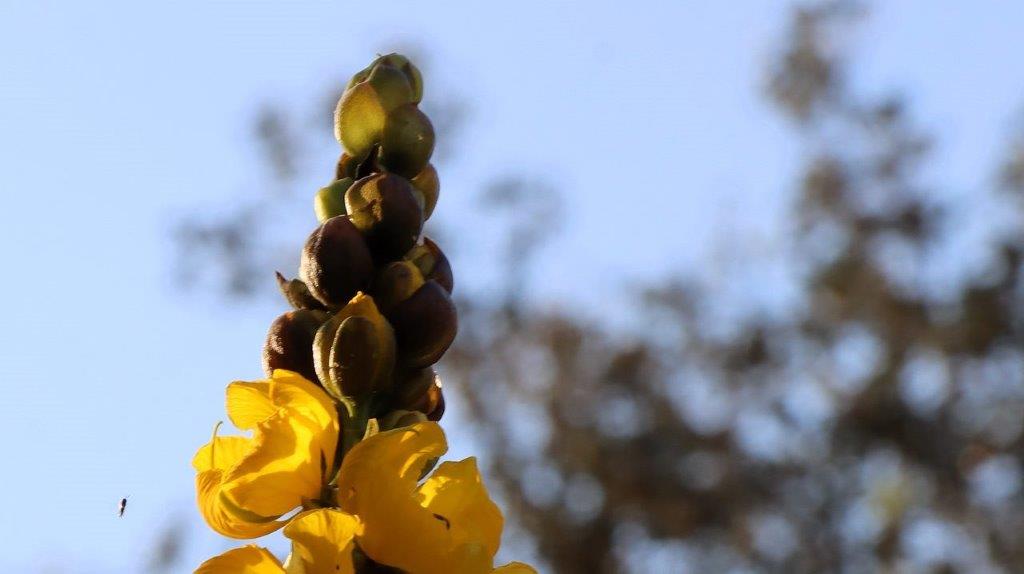 A yellow flower with a blue sky in the background

Description automatically generated