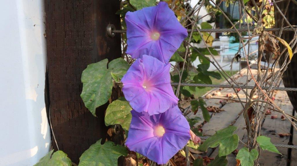 Purple flowers growing on a fence

Description automatically generated