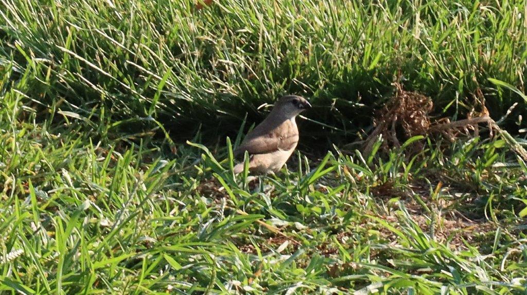 A bird standing in the grass

Description automatically generated