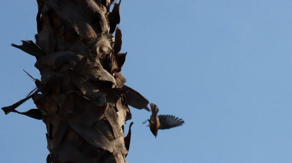 A bird flying near a tree

Description automatically generated